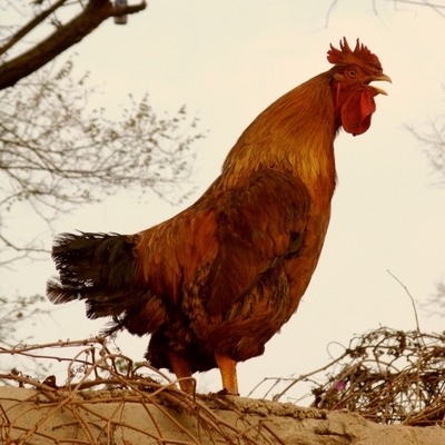 鸡叫以先.彼得三次不认识主.2017年鸡年.丁酉年
